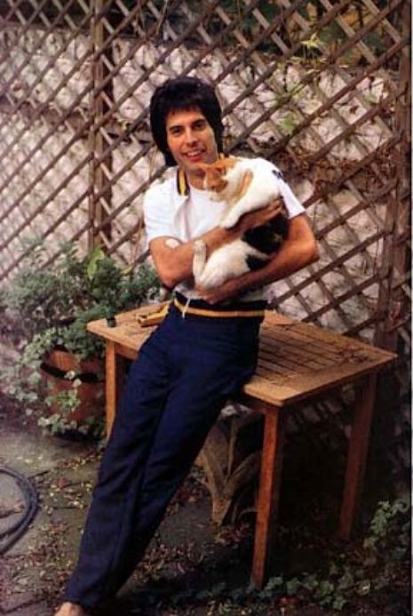 ROCKSTARS Y SUS MASCOTAS: Freddy Mercury